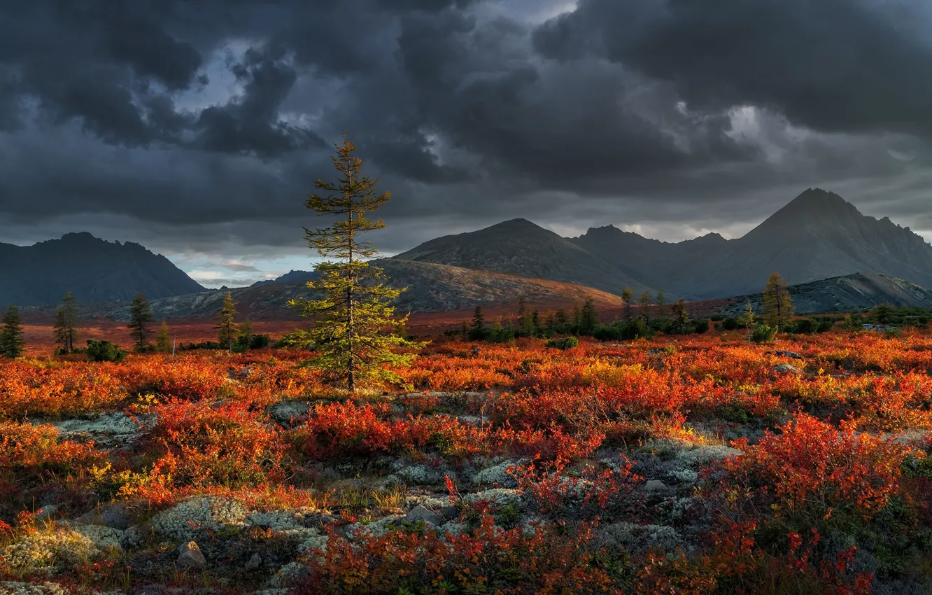 Photo wallpaper autumn, light, mountains, spruce, shrub