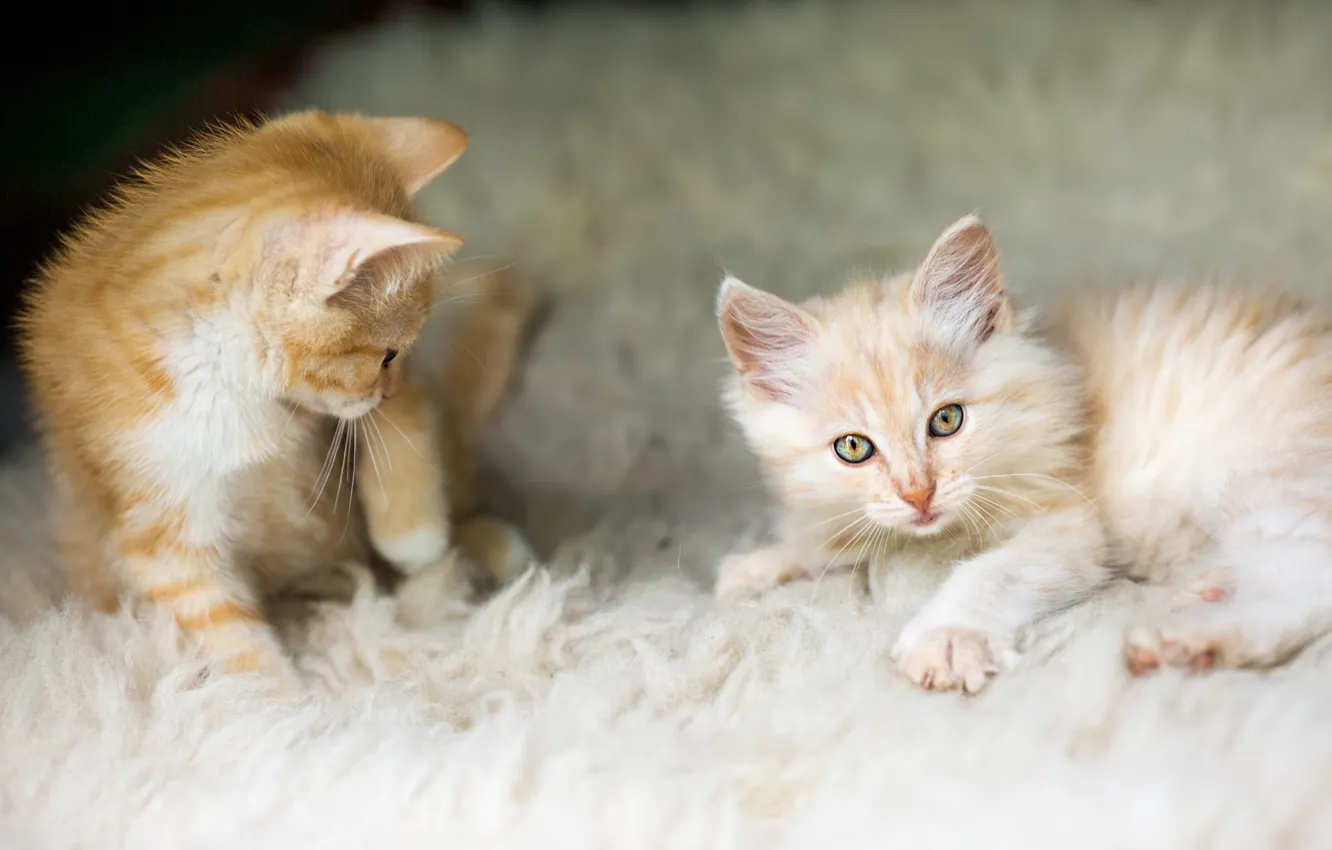 Photo wallpaper cat, look, sweetheart, two, pile, muzzle, red, cream