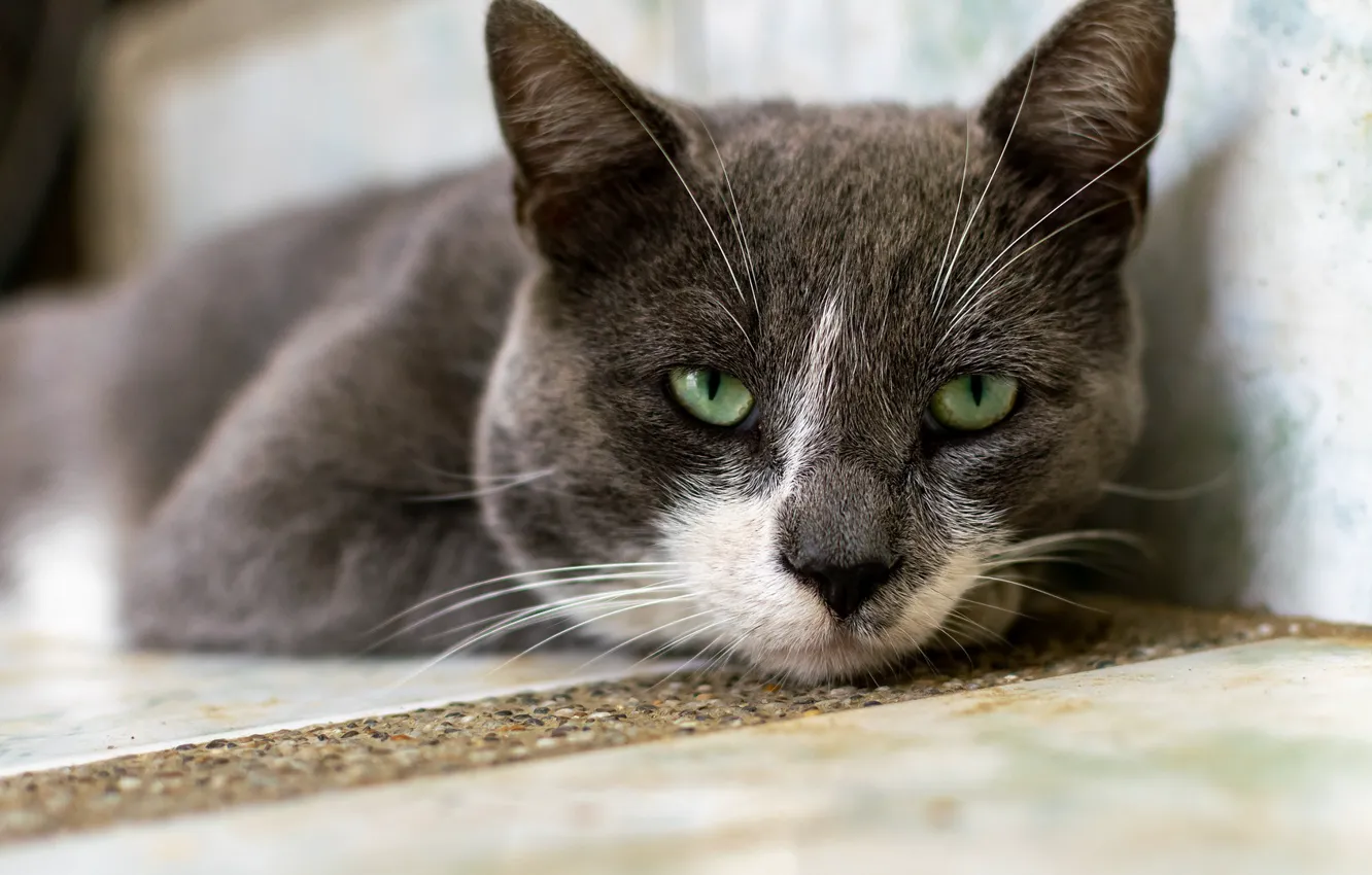 Photo wallpaper cat, lies, grey