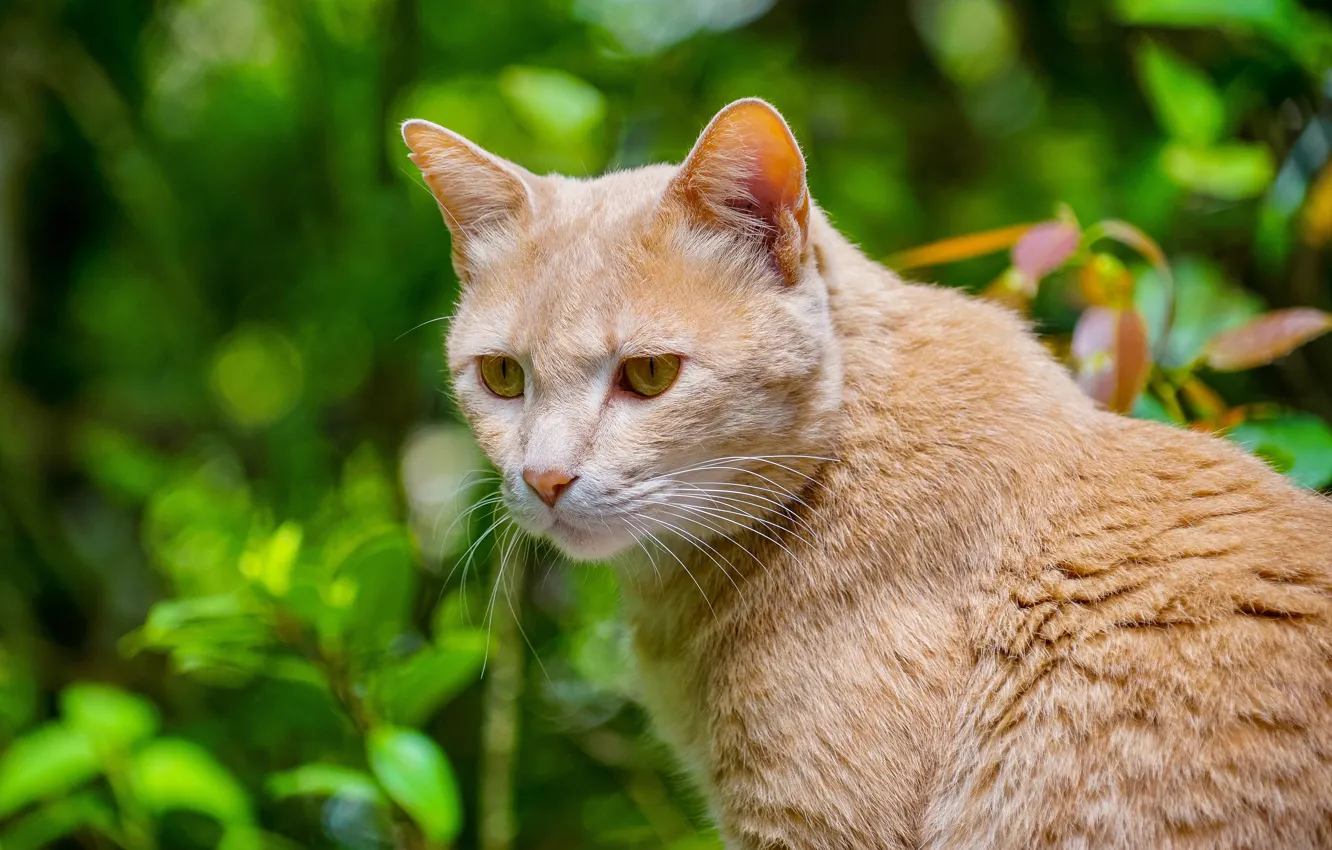 Photo wallpaper greens, cat, cat, look, face, nature, background, portrait