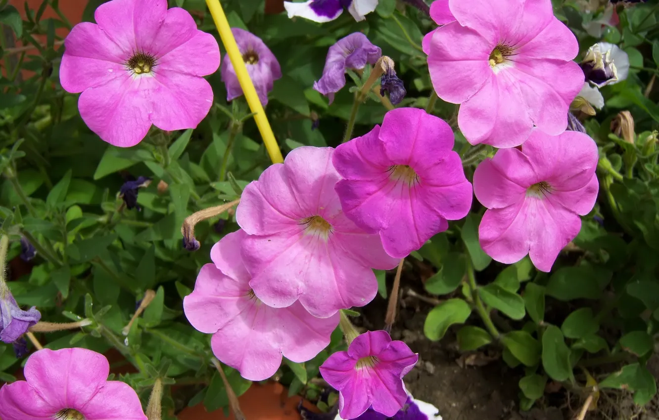 Photo wallpaper flowers, pink, flowerbed, Petunia, Mamala ©