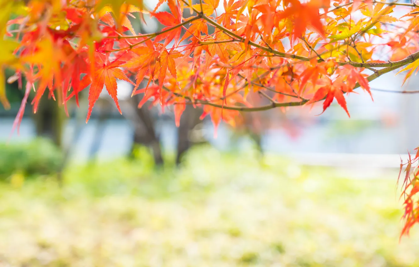 Photo wallpaper autumn, leaves, colorful, maple, autumn, leaves, autumn, maple