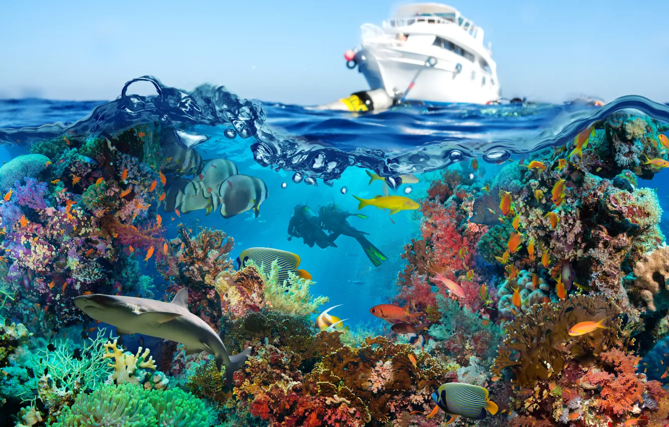 Photo wallpaper Fish, Yacht, Corals, Diving, Animals, Underwater World