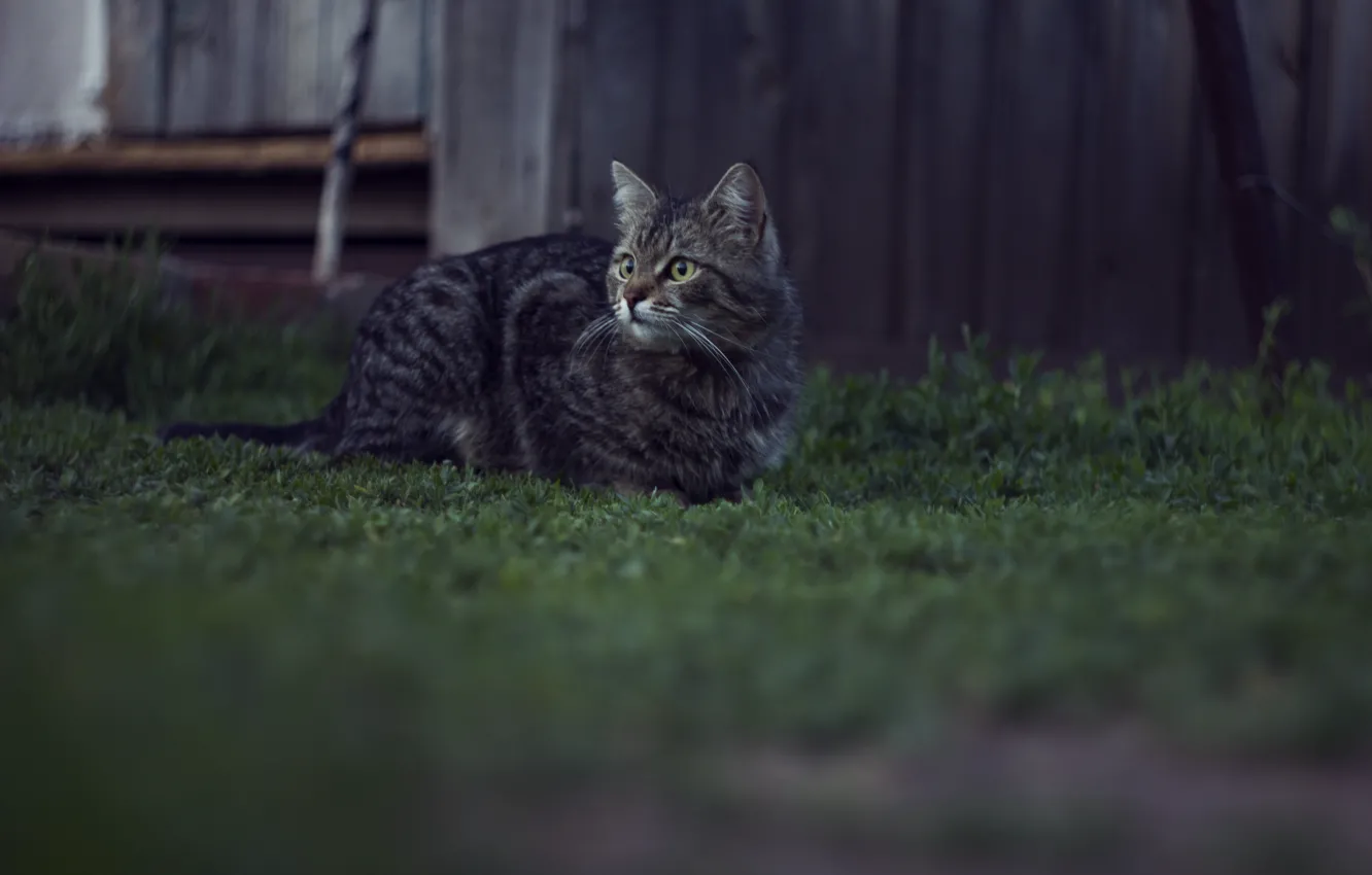 Photo wallpaper cat, summer, nature, the evening