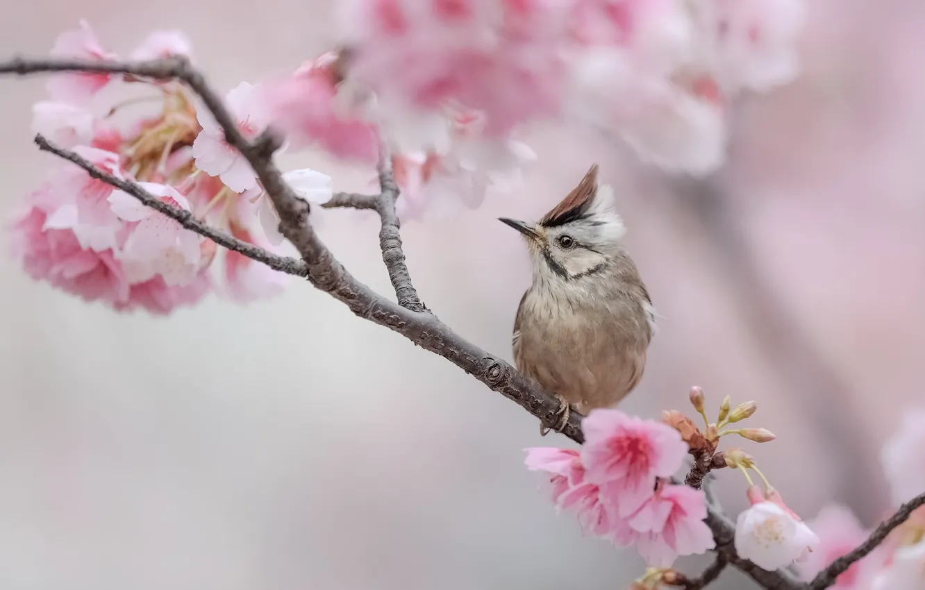 Photo wallpaper flowers, bird, branch, spring, Sakura, grey, bird, flowering