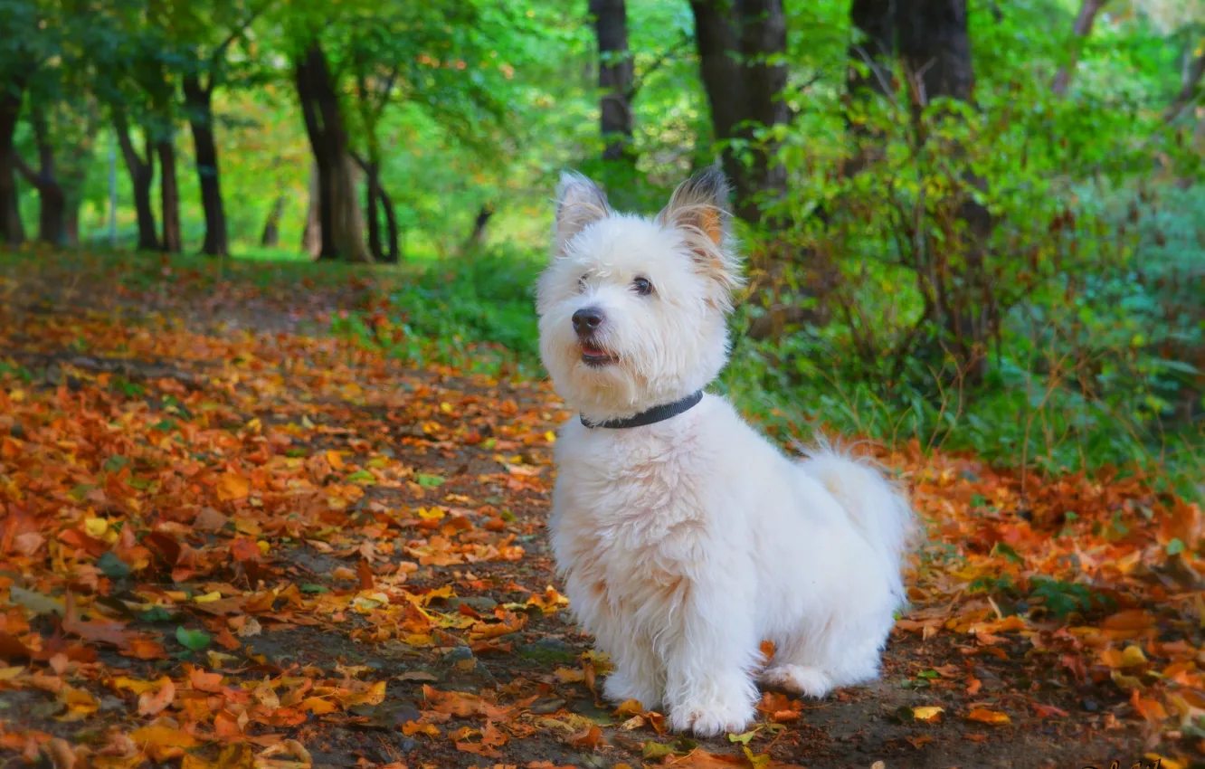 Photo wallpaper Autumn, Dog, Park, Fall, Foliage, Park, Autumn, Falling leaves