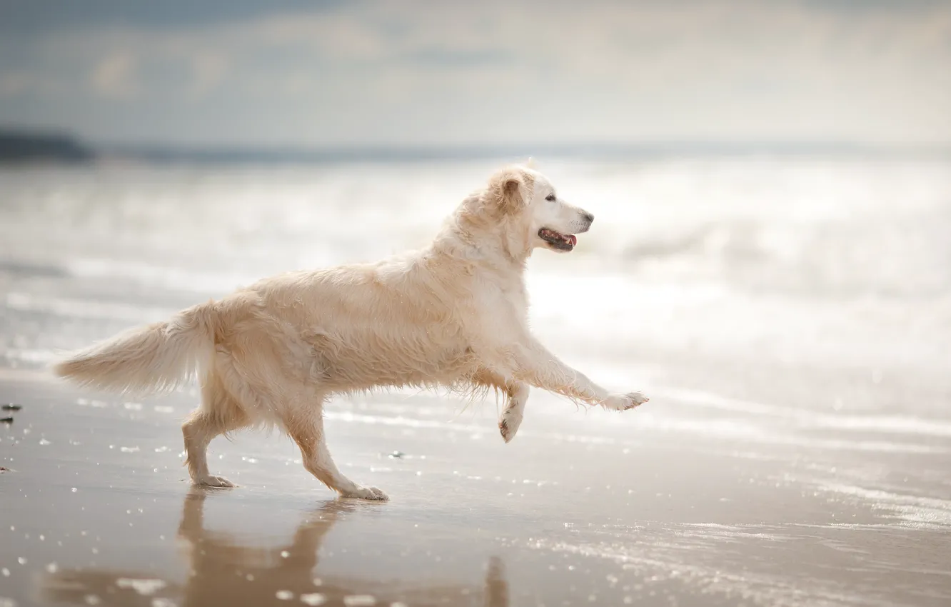 Photo wallpaper nature, each, dog