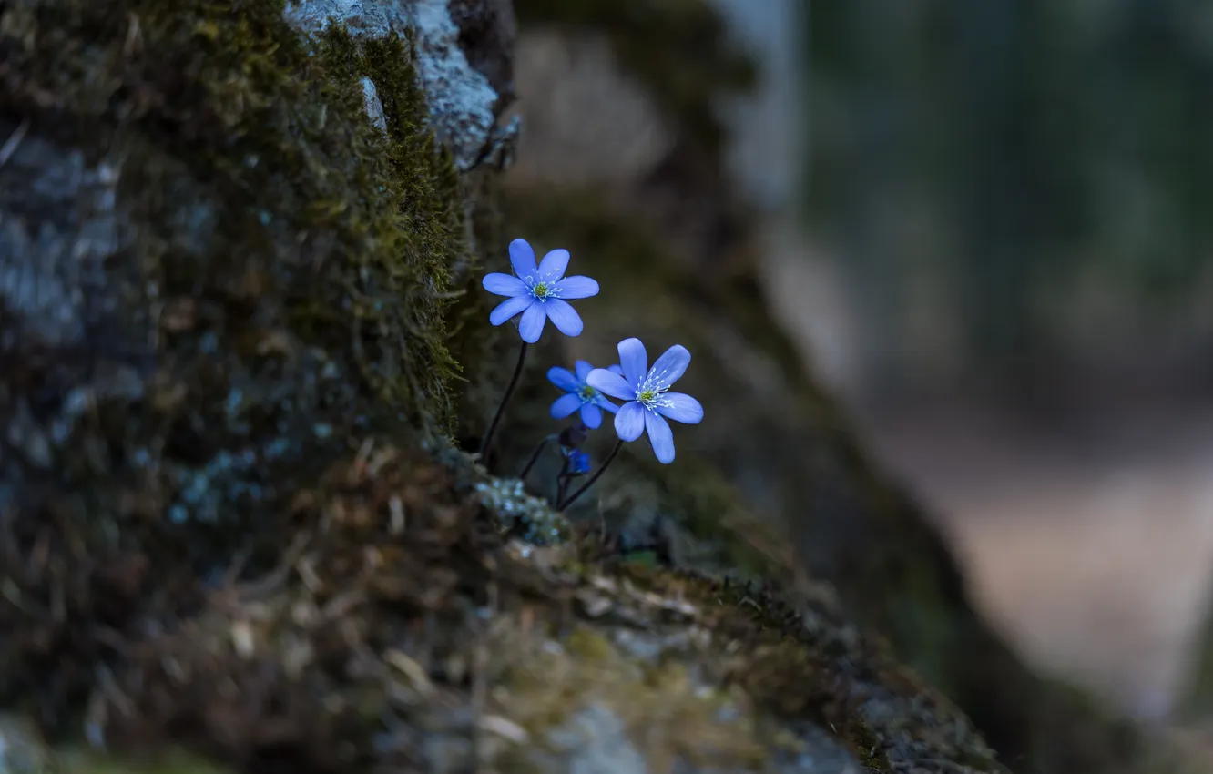 Photo wallpaper flowers, spring, bokeh