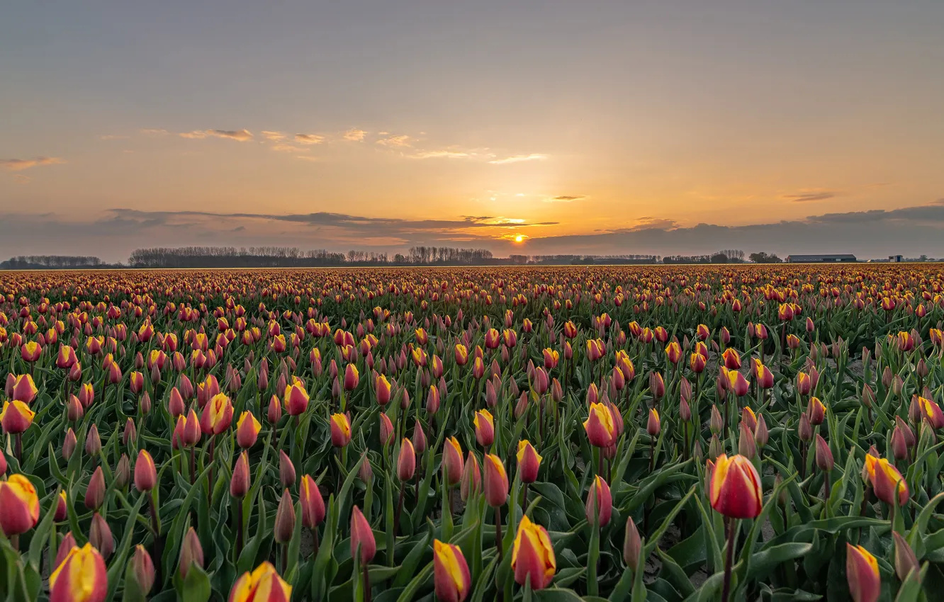 Photo wallpaper the sky, sunset, flowers, dawn, spring, tulips, a lot, plantation