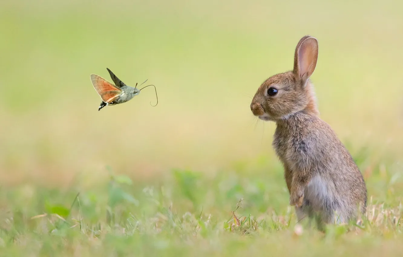 Photo wallpaper animals, nature, butterfly, rabbit