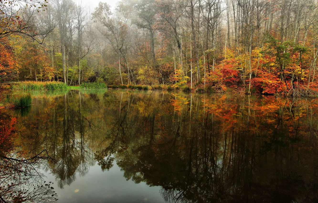 Photo wallpaper autumn, forest, the sky, trees, fog, lake, pond, reflection