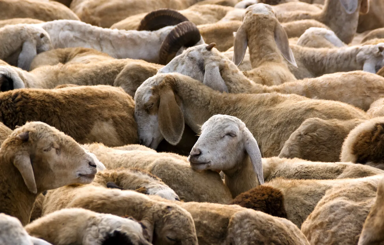 Photo wallpaper nature, sheep, the herd