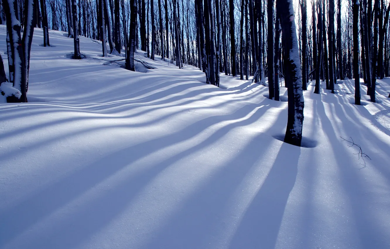 Photo wallpaper winter, forest, nature, shadows