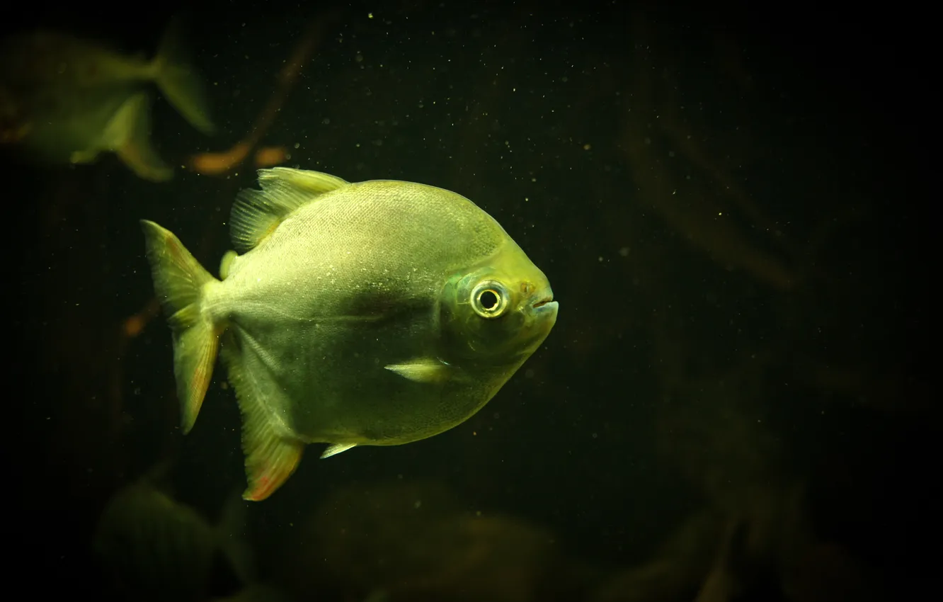 Photo wallpaper fish, scales, green, fins