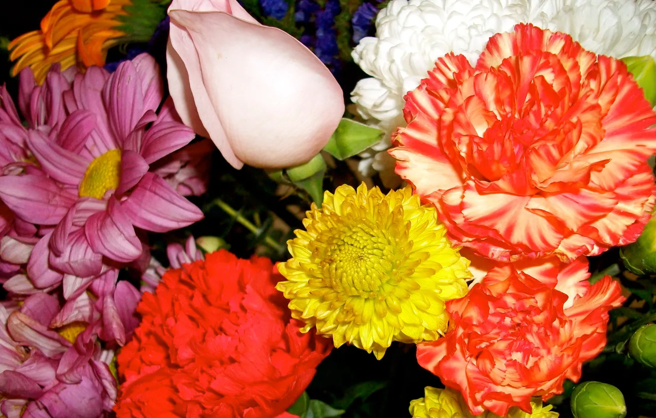 Photo wallpaper roses, bouquet, petals, clove