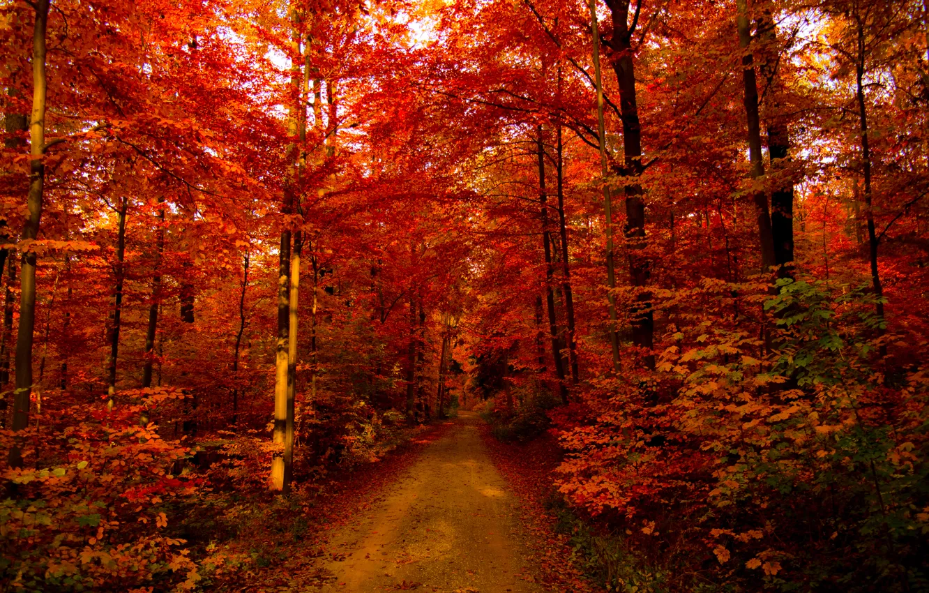 Photo wallpaper colorful, forest, autumn, leaves, branches, path, Lush