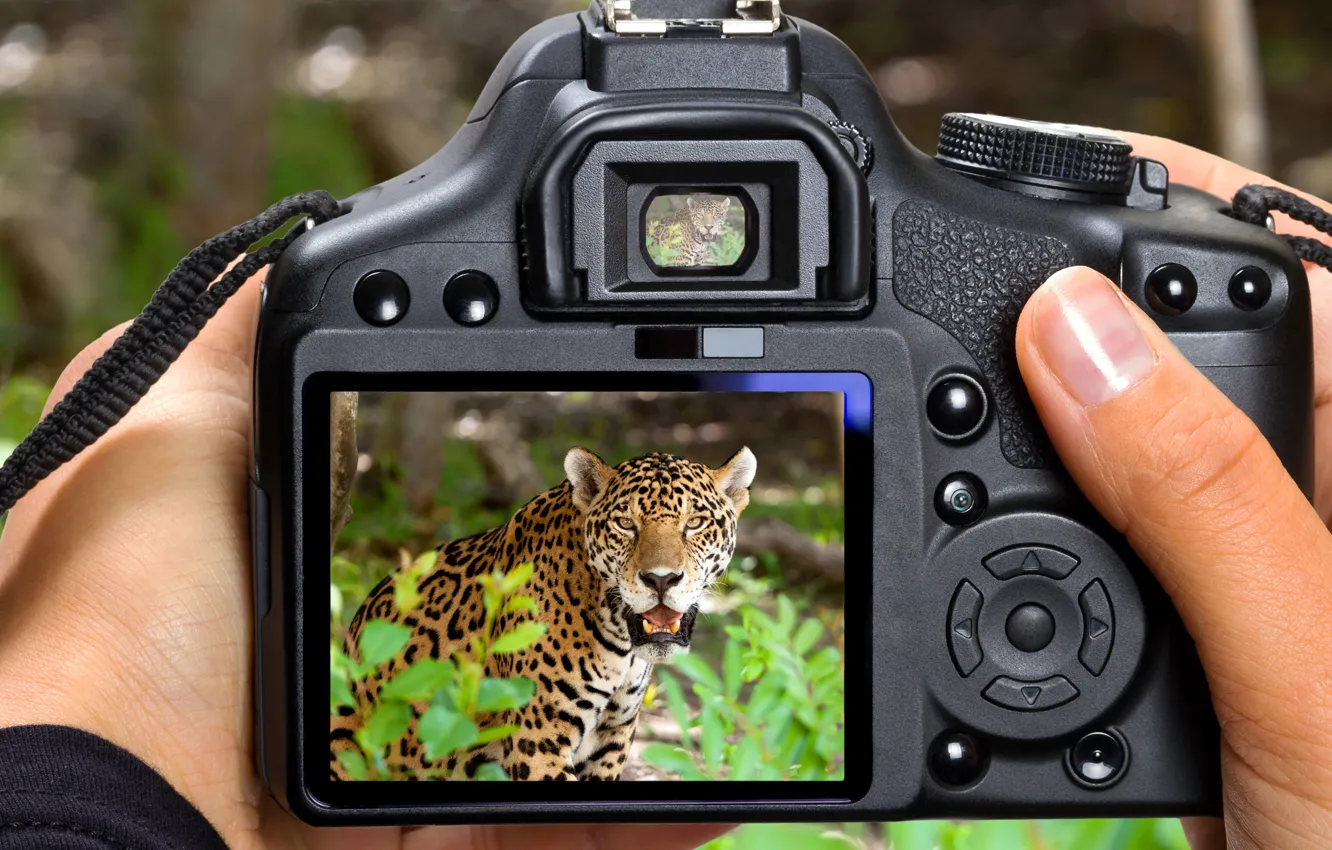Photo wallpaper look, macro, predator, blur, the camera, Jaguar, serious, camera