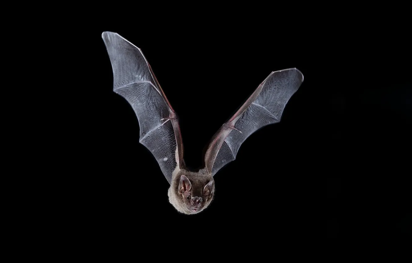 Photo wallpaper bat, black background, Flies, José Gabriel Martínez Fonseca