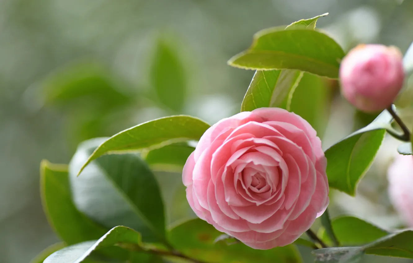 Photo wallpaper leaves, flowers, pink, Camellia