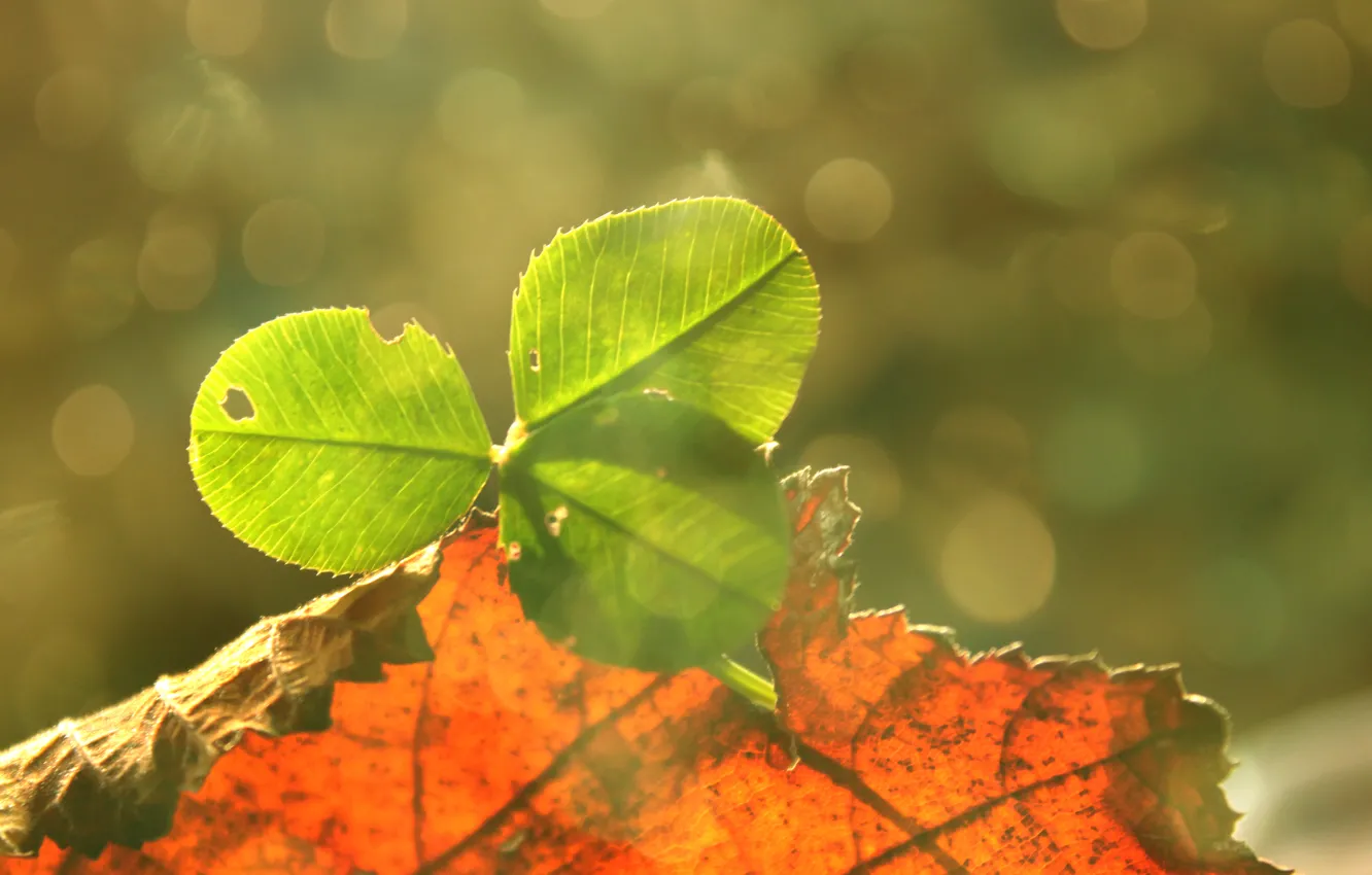 Photo wallpaper leaves, good luck, clover