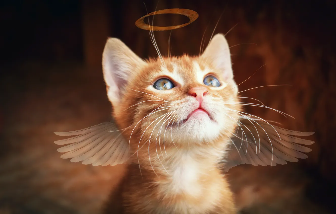 Photo wallpaper cat, look, background, photoshop, wings, treatment, angel, baby
