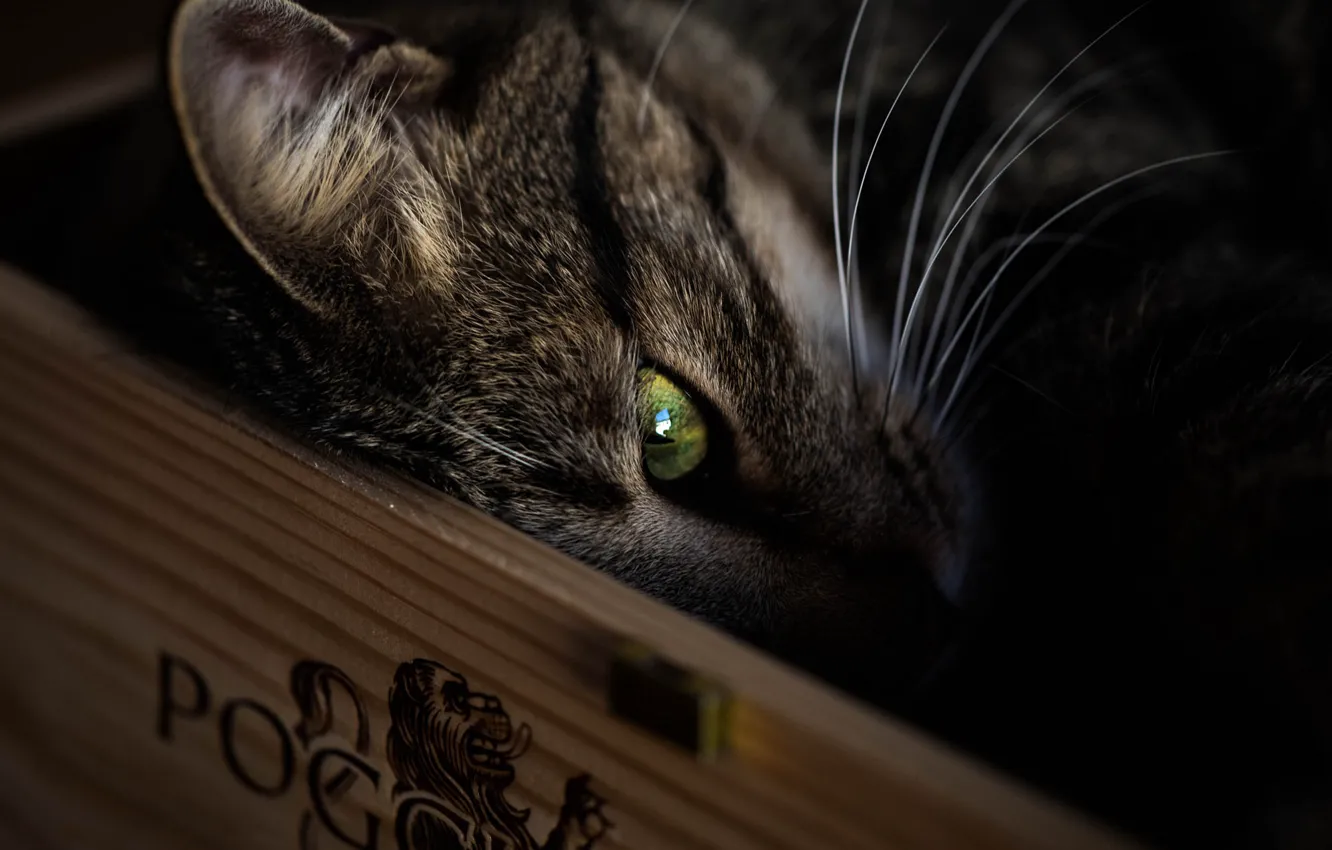 Photo wallpaper cat, cat, mustache, look, pose, the dark background, portrait, lies