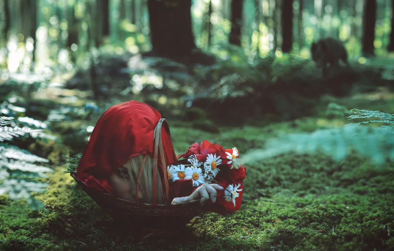 Photo wallpaper forest, wolf, the situation, little red riding hood, head