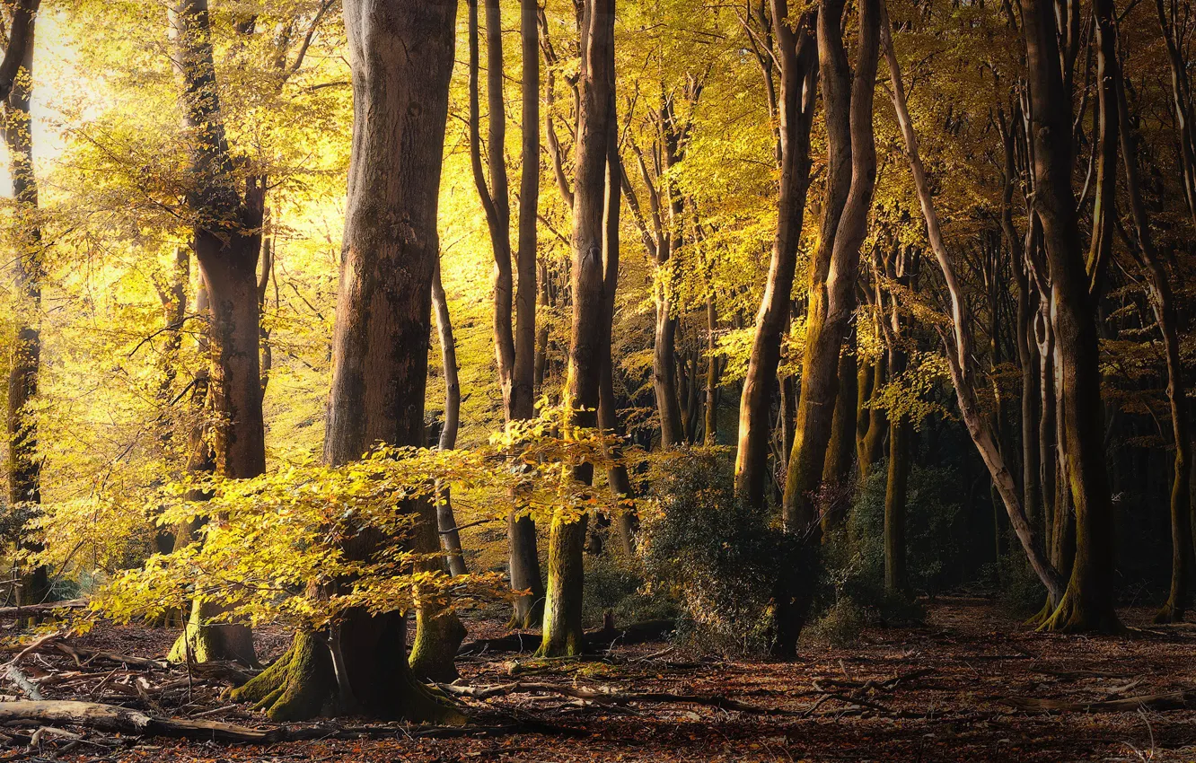 Photo wallpaper autumn, forest, nature