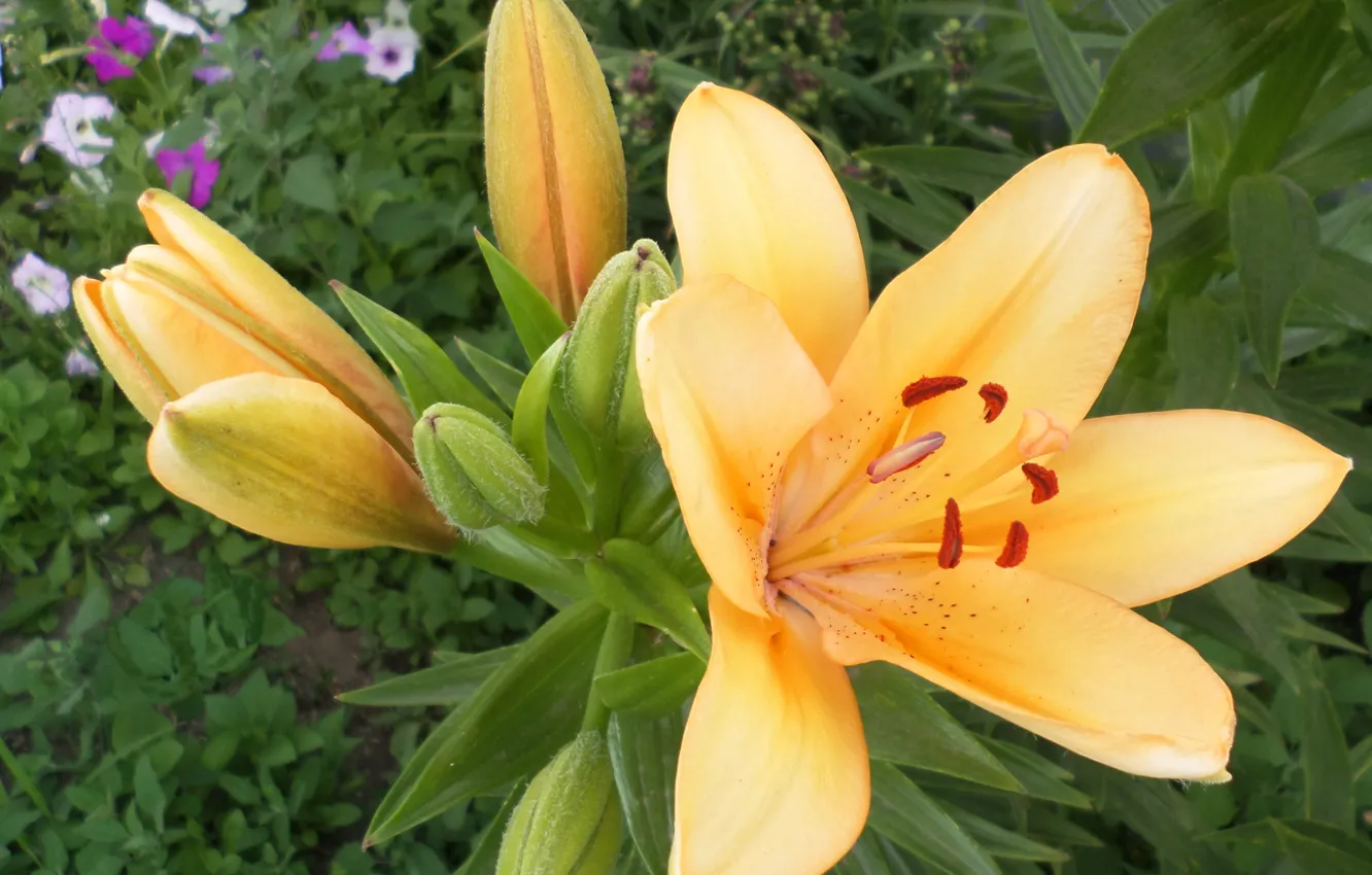 Photo wallpaper summer, Lily, decorative