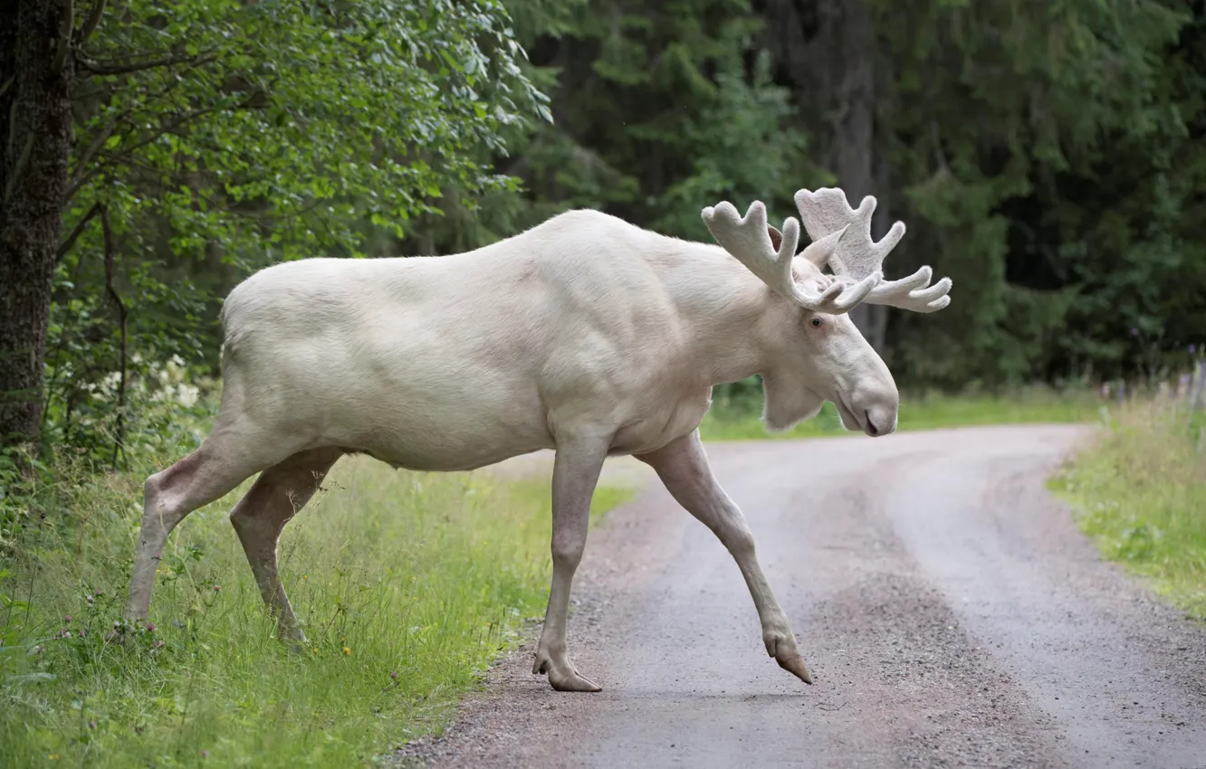 Photo wallpaper road, white, horns, moose, albino