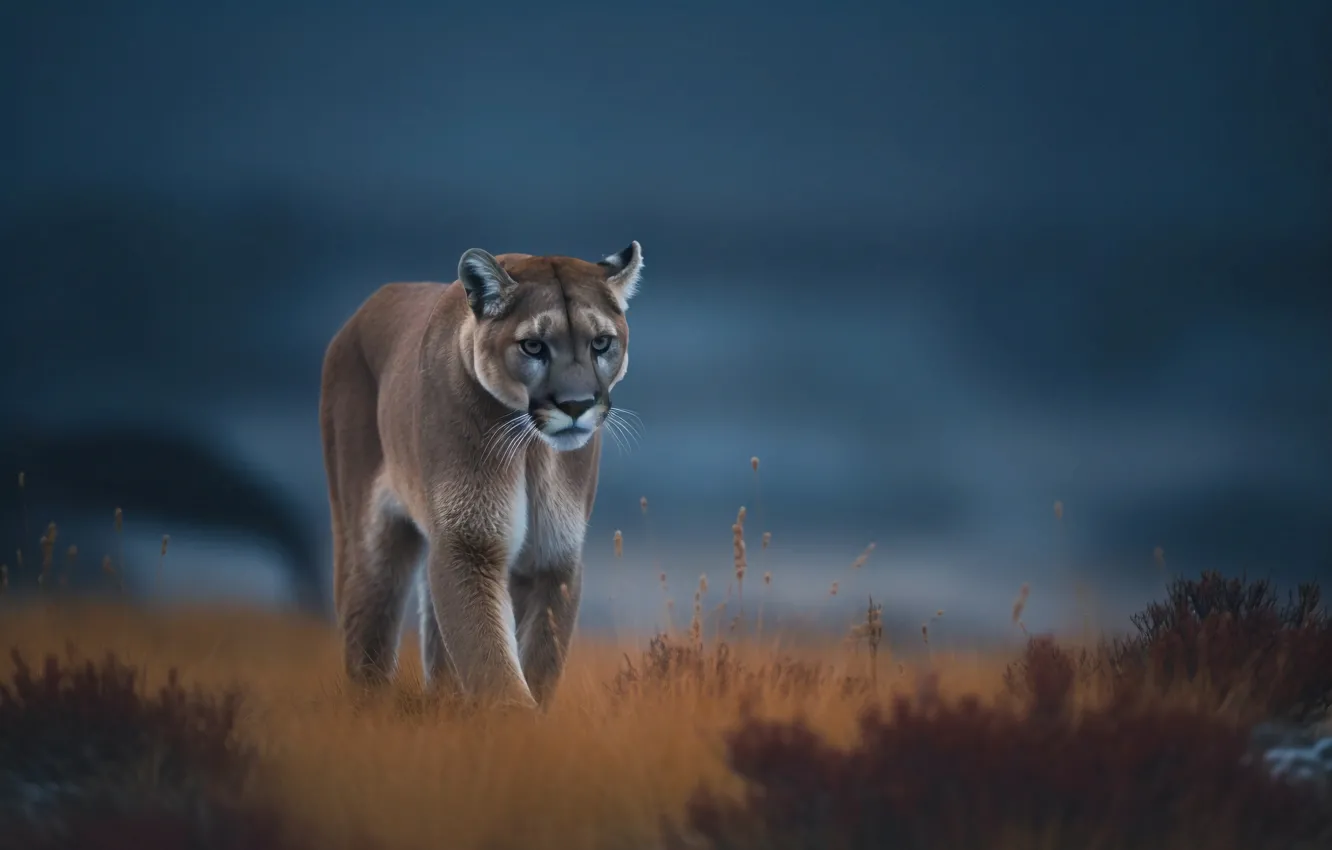 Photo wallpaper face, portrait, Puma, digital art, AI art, The Art of Artificial Intelligence, neural network