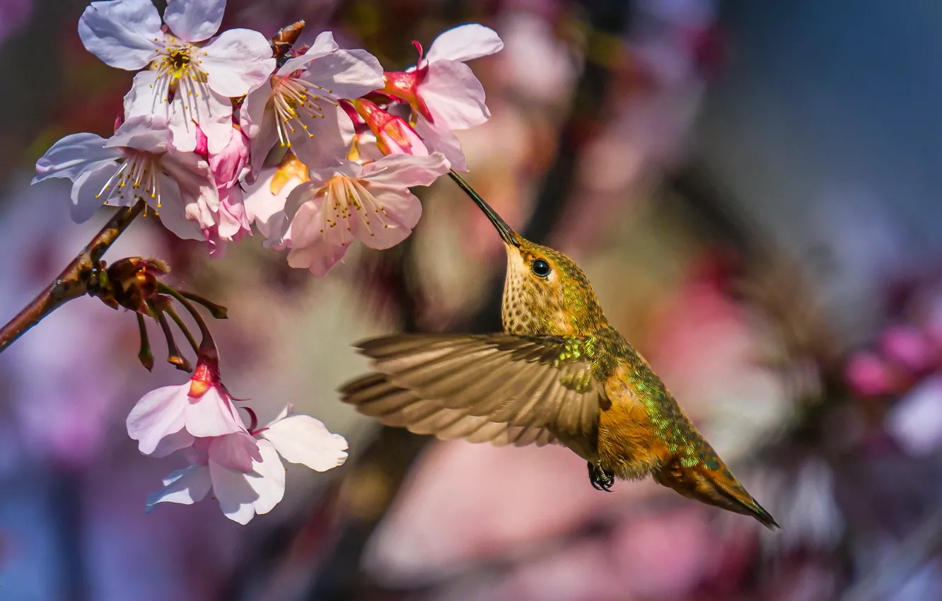 Photo wallpaper branches, nature, spring, Hummingbird, bird, flowering