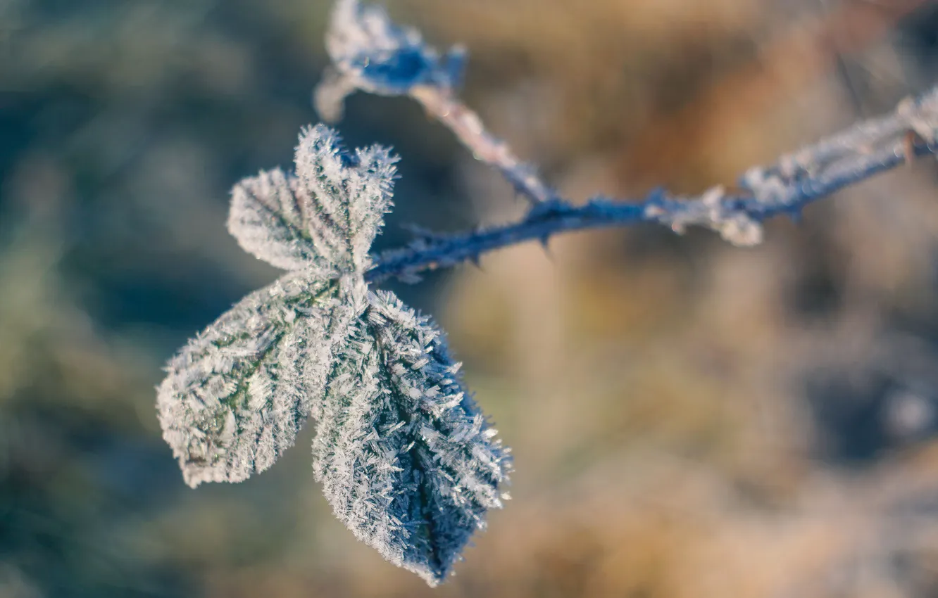 Photo wallpaper winter, frost, leaves, macro, snow, trees, branches, nature
