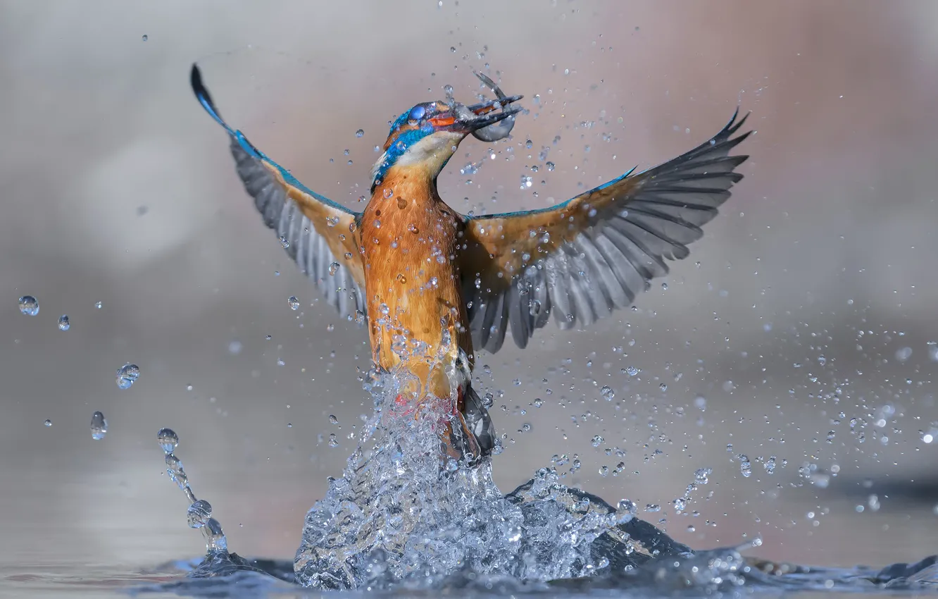 Photo wallpaper water, squirt, bird, fish, Kingfisher, catch