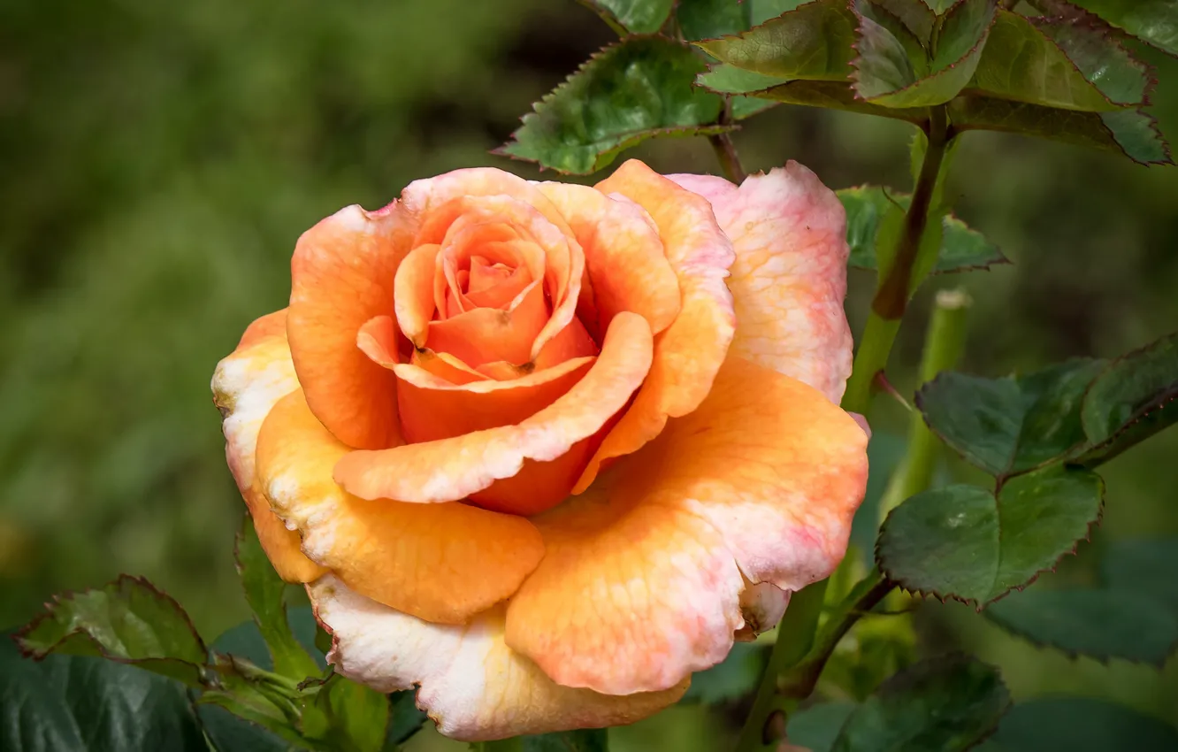 Photo wallpaper orange, rose, petals, beauty