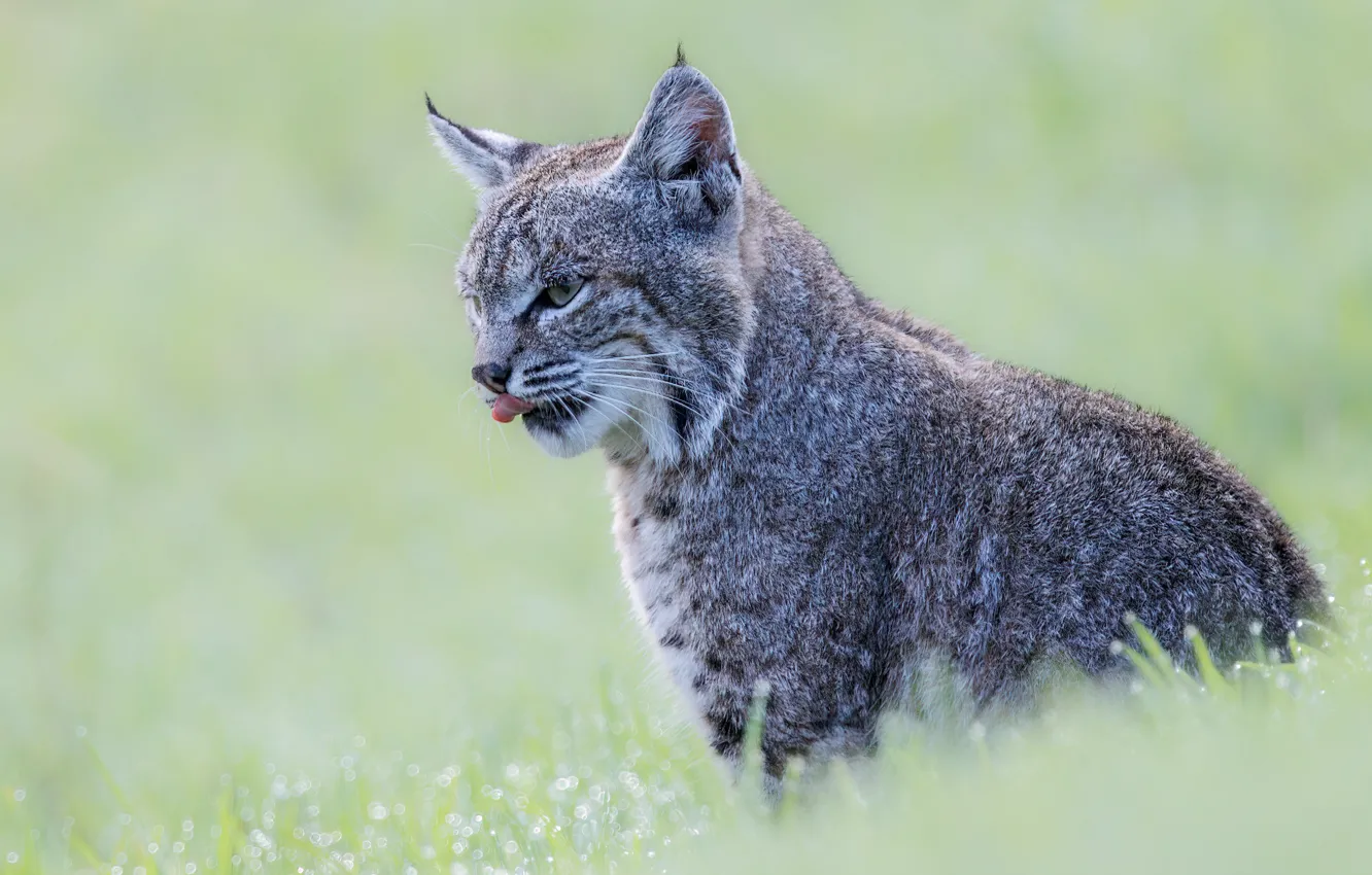 Photo wallpaper grey, look, background, nature, face, bokeh, lynx, sitting