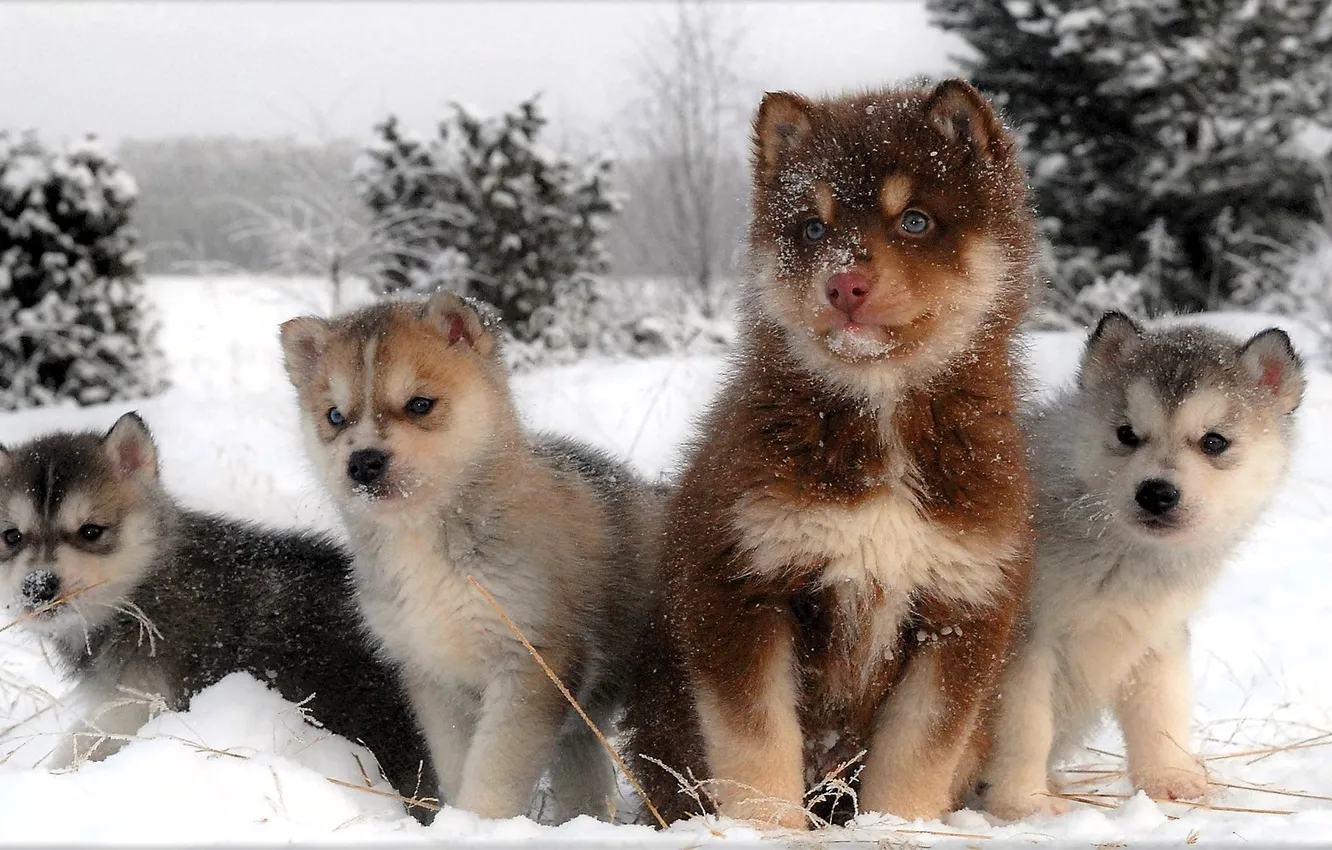 Photo wallpaper winter, snow, trees, puppy, Laika