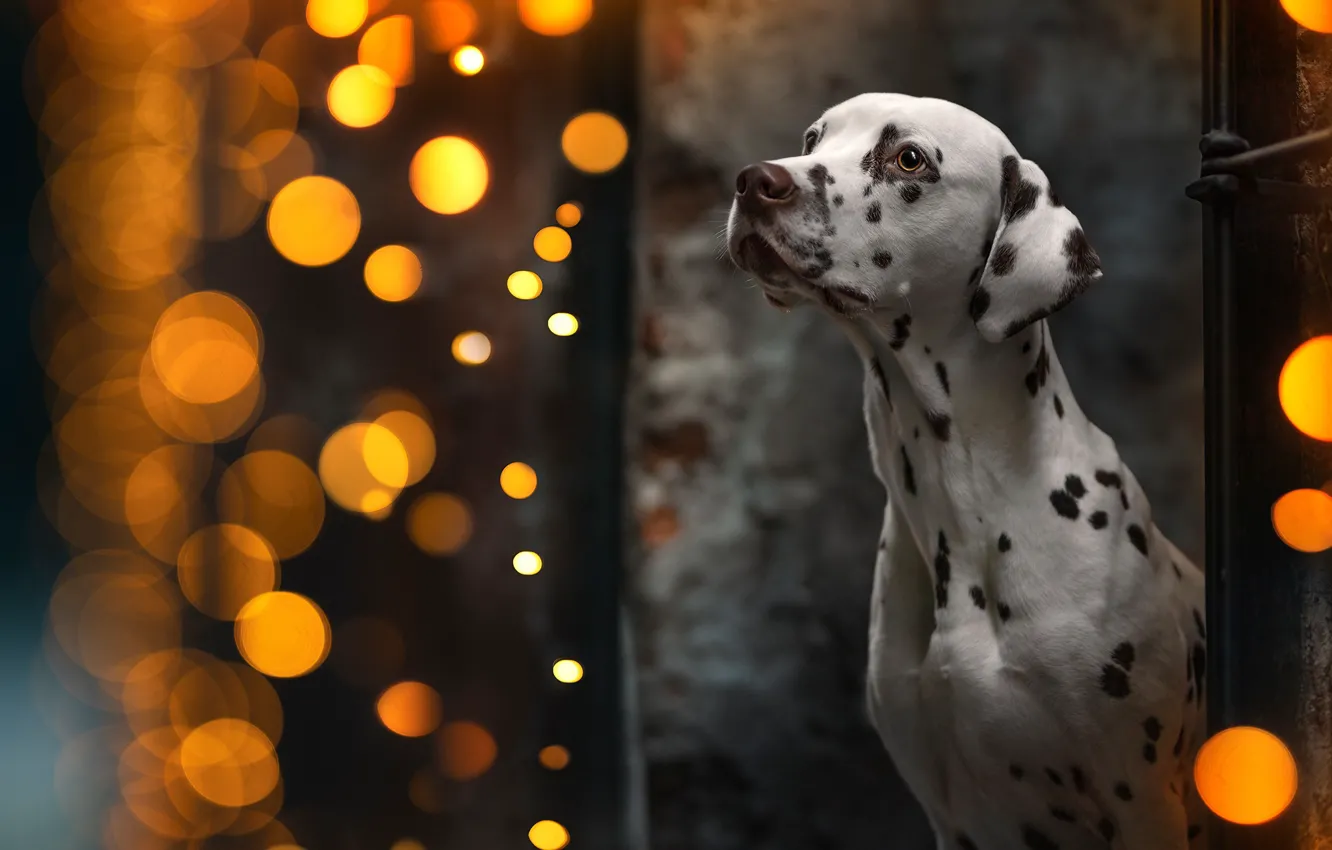 Photo wallpaper nature, dog, puppy, Dalmatians, bokeh