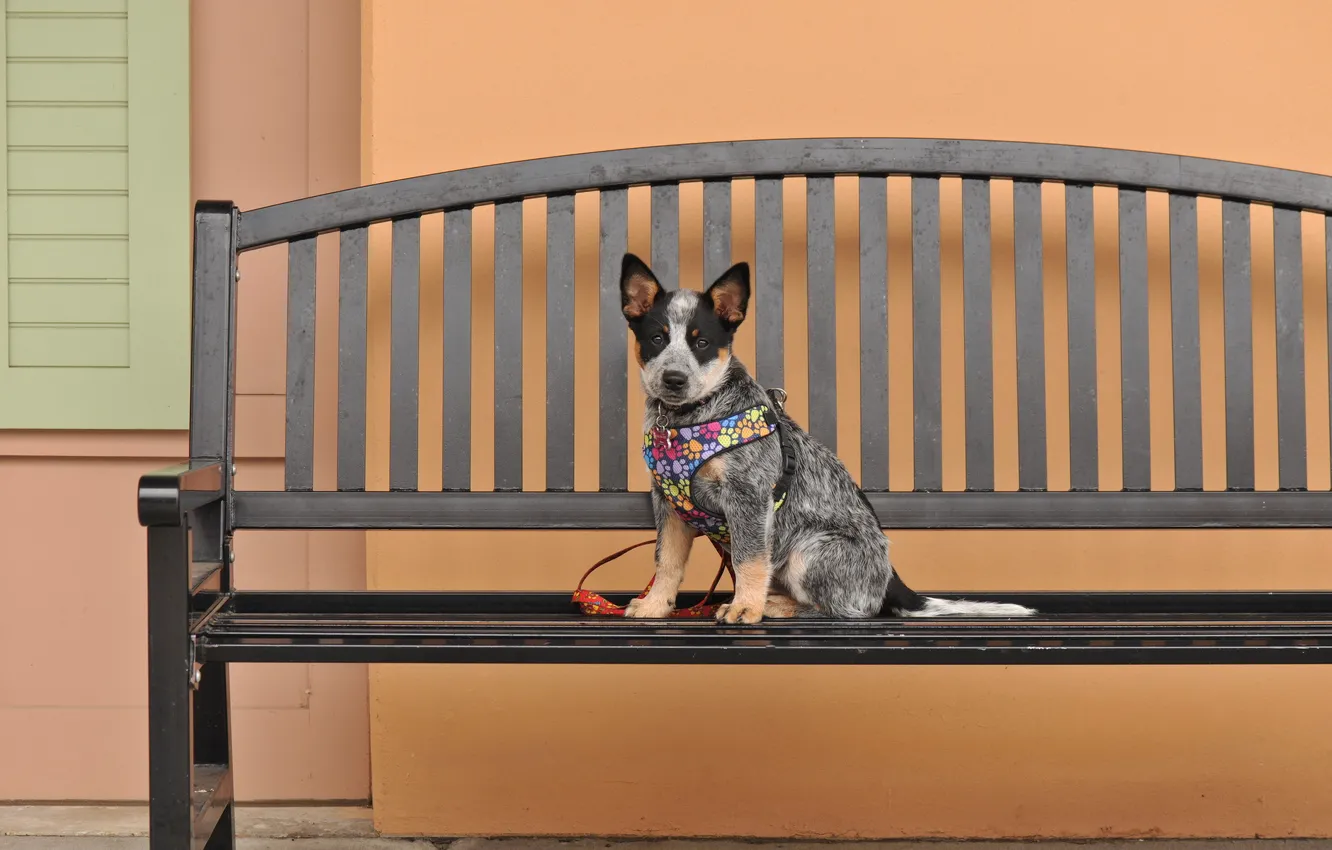 Photo wallpaper look, each, dog, bench