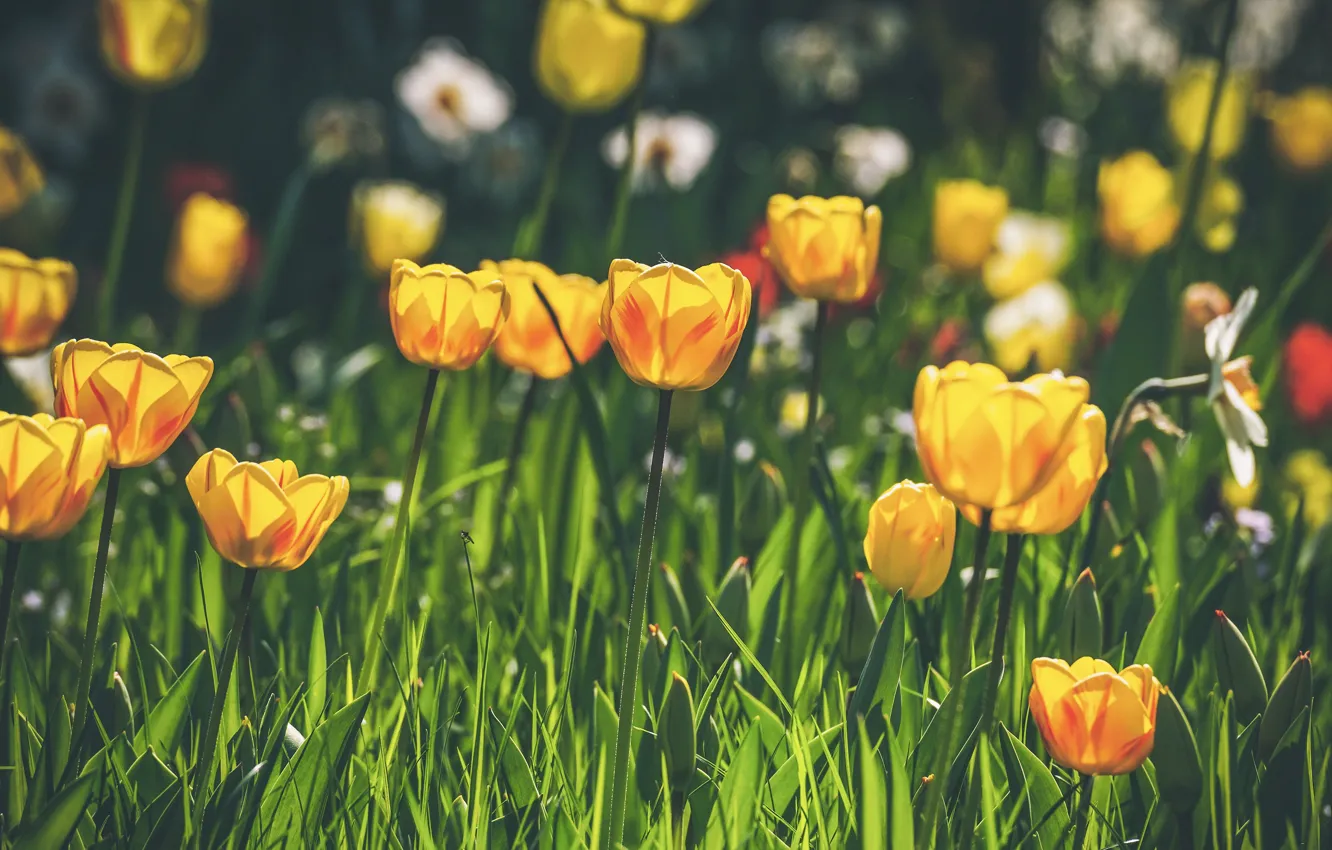 Photo wallpaper flowers, glade, spring, yellow, tulips, buds, flowerbed