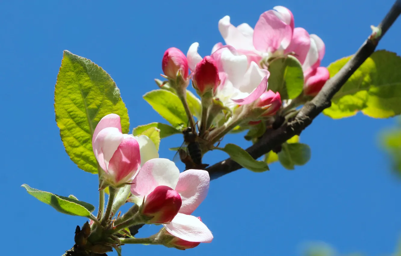 Photo wallpaper spring, twig, blooming