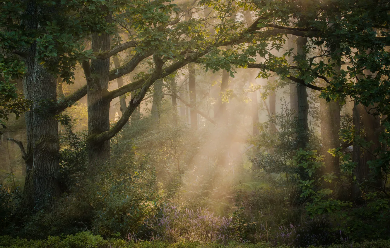 Photo wallpaper light, trees, branches, Heather, forest