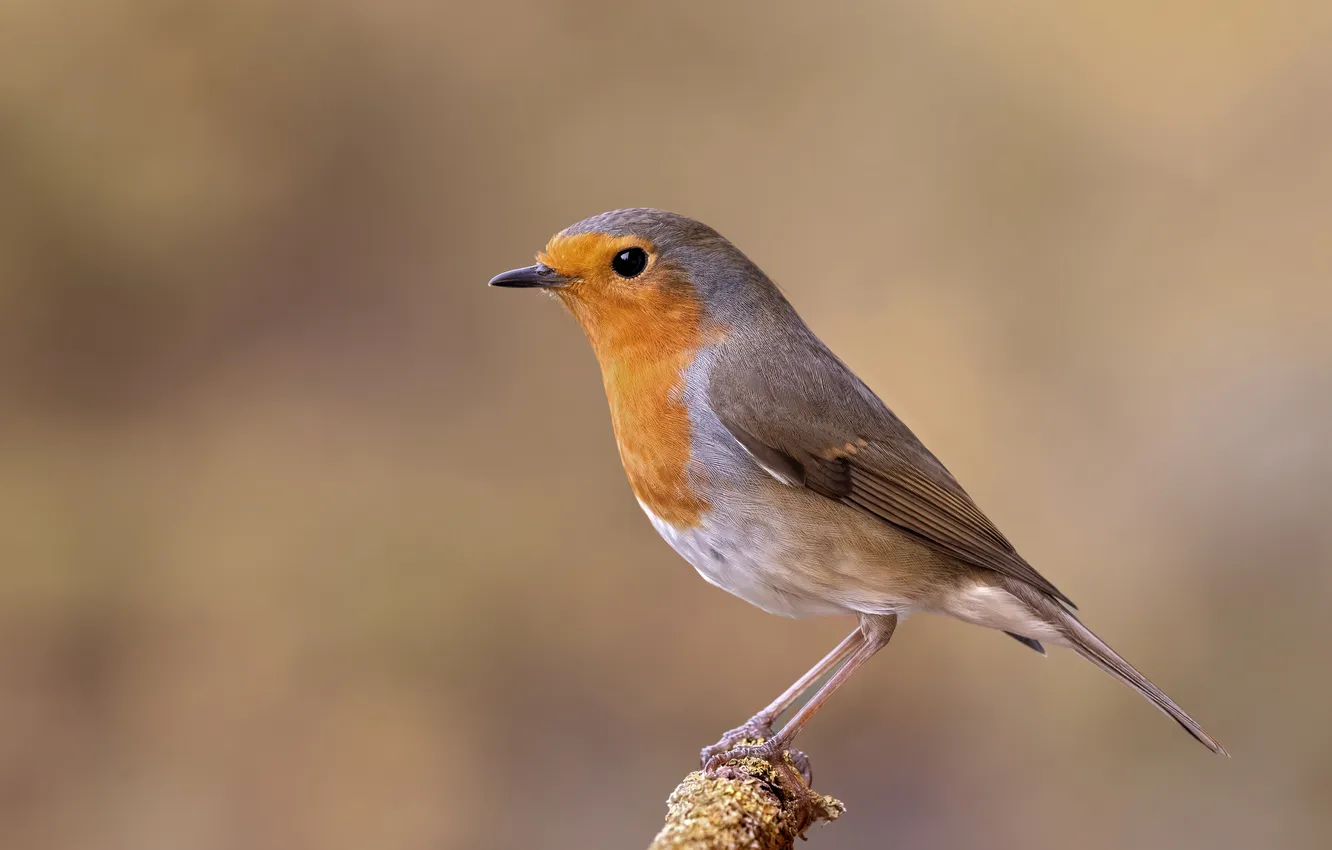 Photo wallpaper bird, branch, bird, Robin