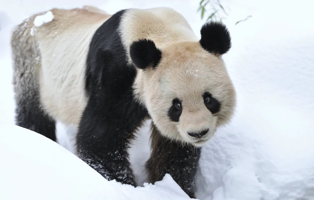 Photo wallpaper winter, snow, animal, bear, Panda