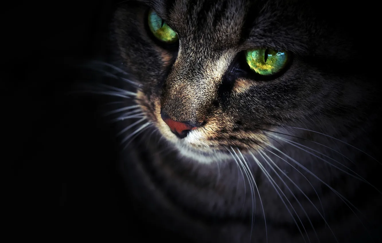 Photo wallpaper cat, cat, look, face, black background