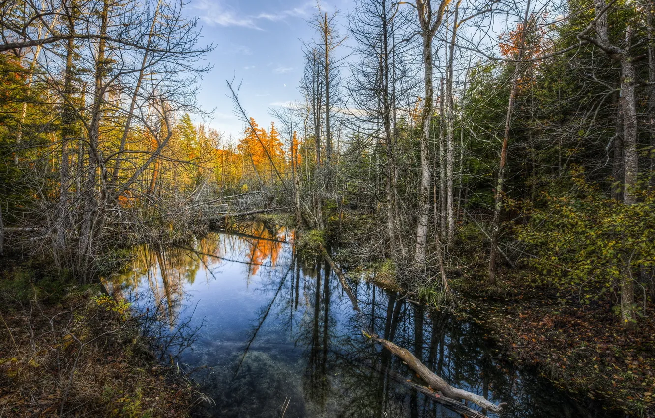 Photo wallpaper autumn, forest, nature, river