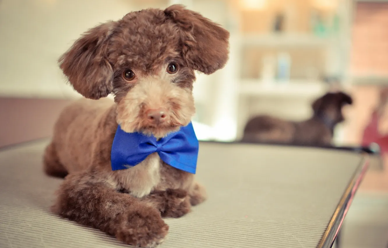 Photo wallpaper look, each, dog