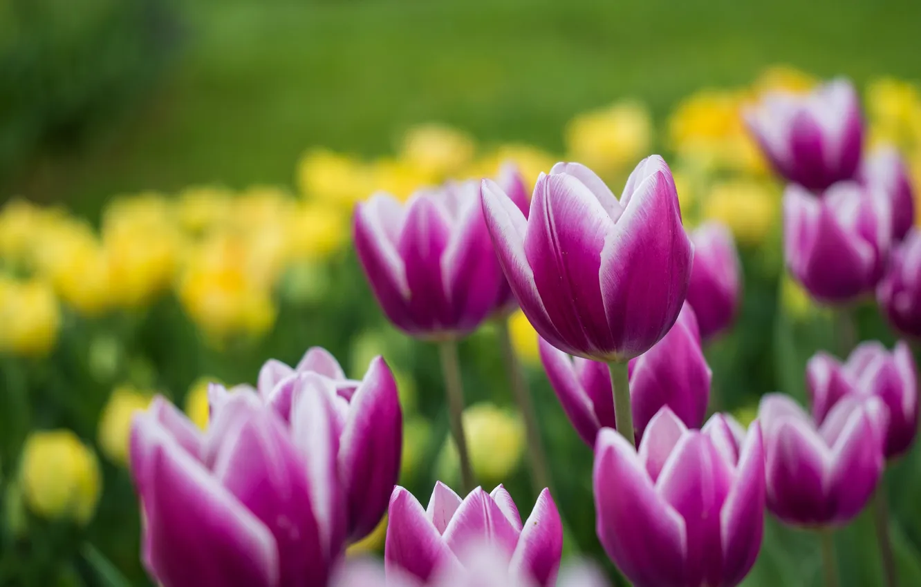 Photo wallpaper tulips, buds, bokeh