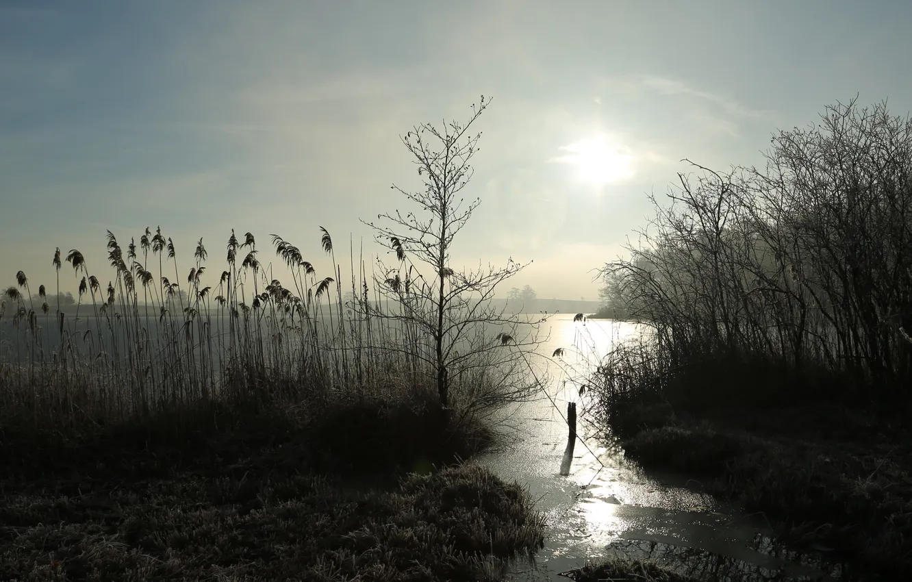 Photo wallpaper lake, morning, reed
