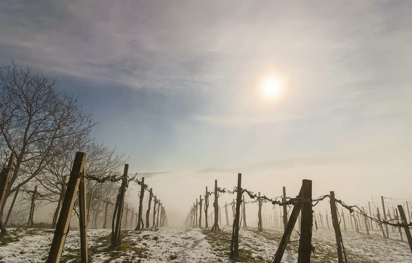 Photo wallpaper fog, morning, vineyard